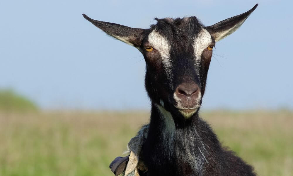 Black Goats