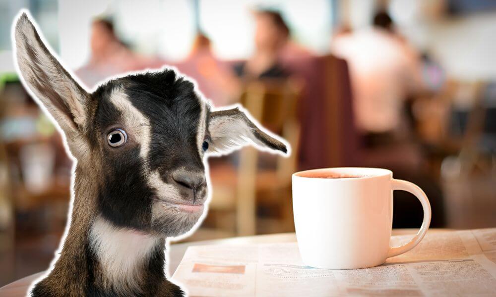 Can Goats Drink Coffee?