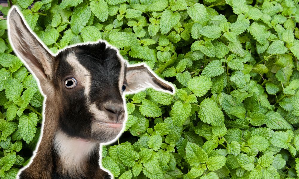 Can Goats Eat Catnip?