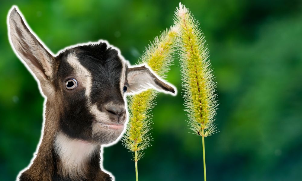 Can Goats Eat Foxtail?
