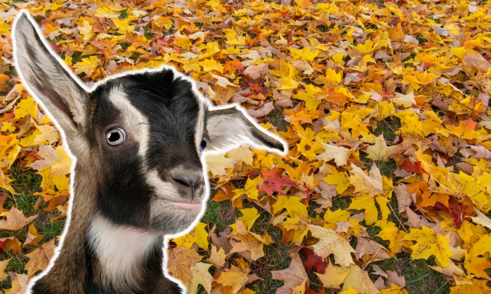 Can Goats Eat Maple Leaves?