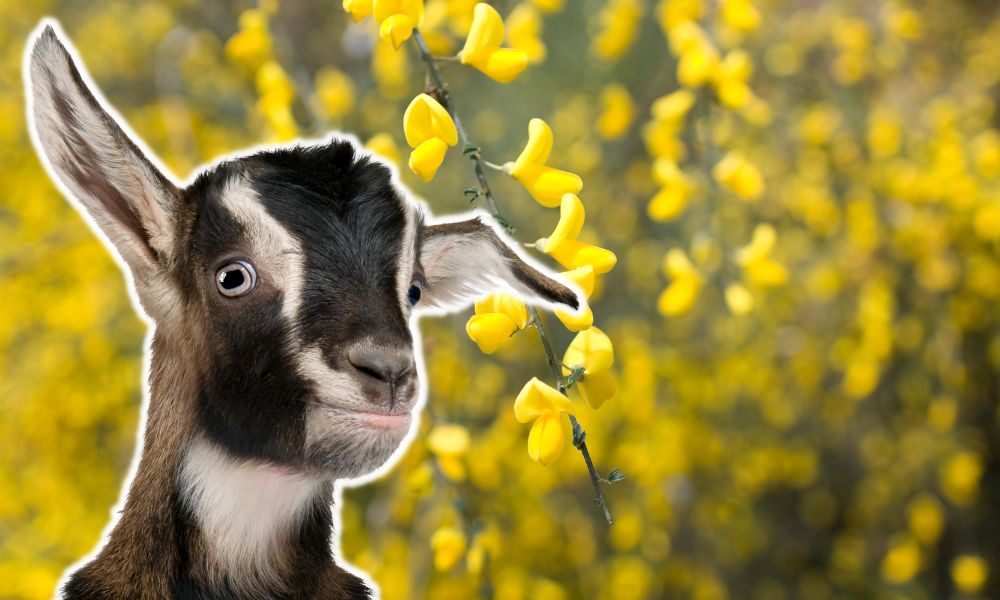 Can Goats Eat Scotch Broom?