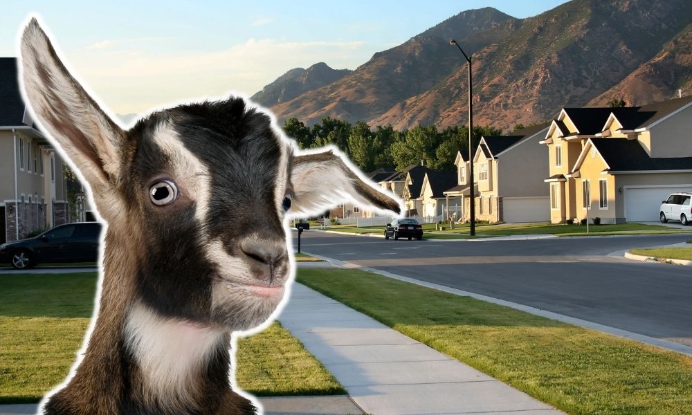 Can You Own A Goat In A Residential Neighborhood?