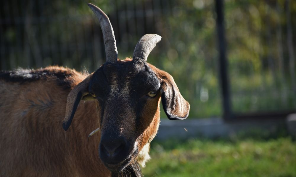 Do Goat Horns Grow Back?