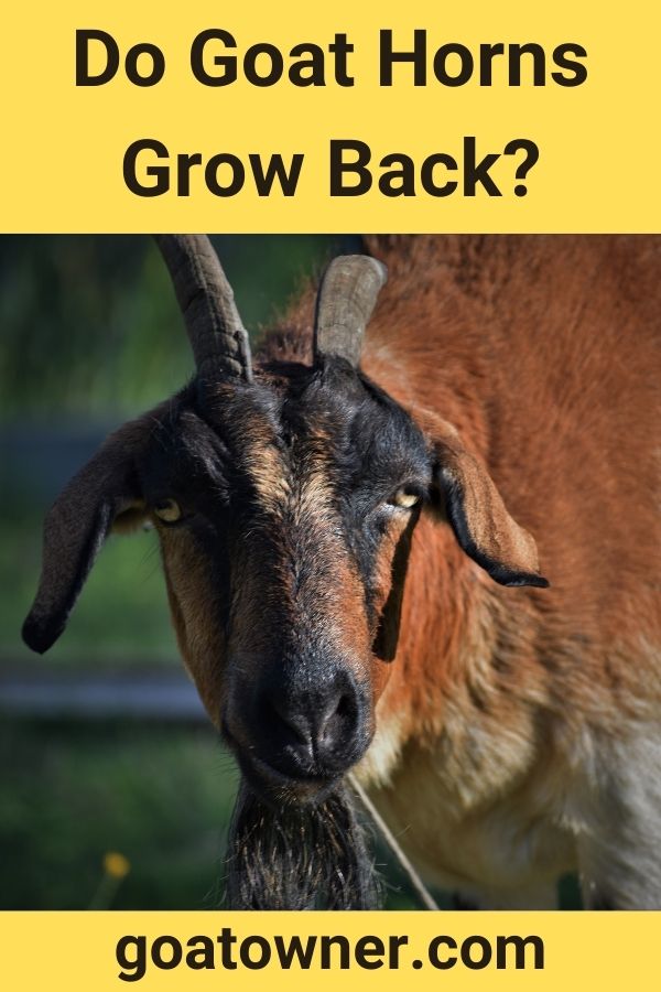 Do Goat Horns Grow Back? (Answered!) Goat Owner