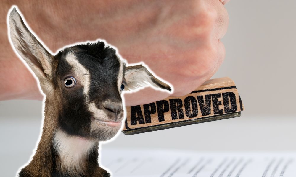 Do You Need A Permit To Own A Goat?
