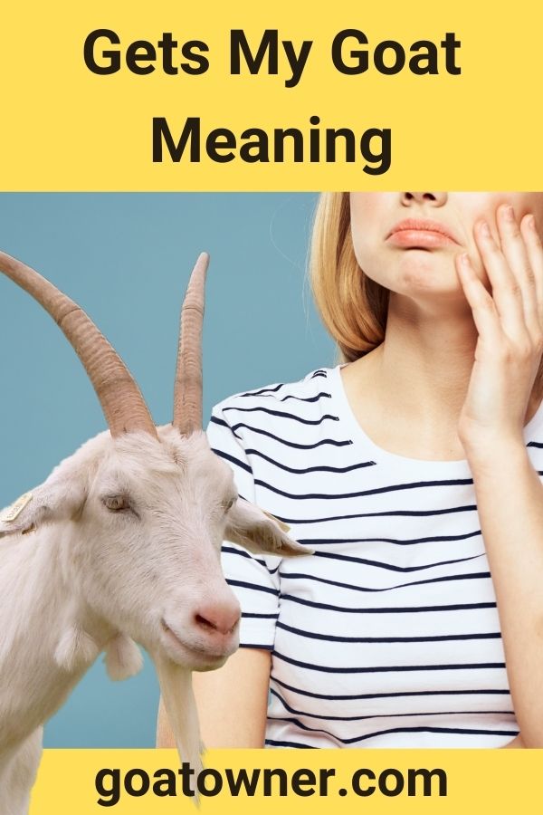 Gets My Goat Meaning Explained Goat Owner