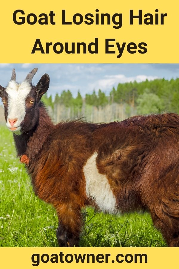 goat-losing-hair-around-eyes-explained-goat-owner