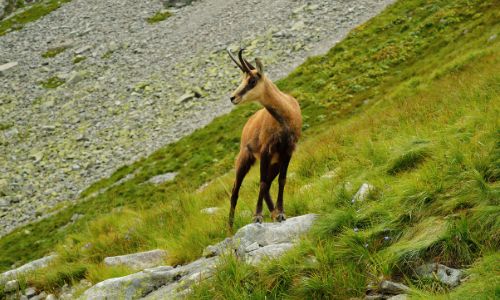 Chamois colored
