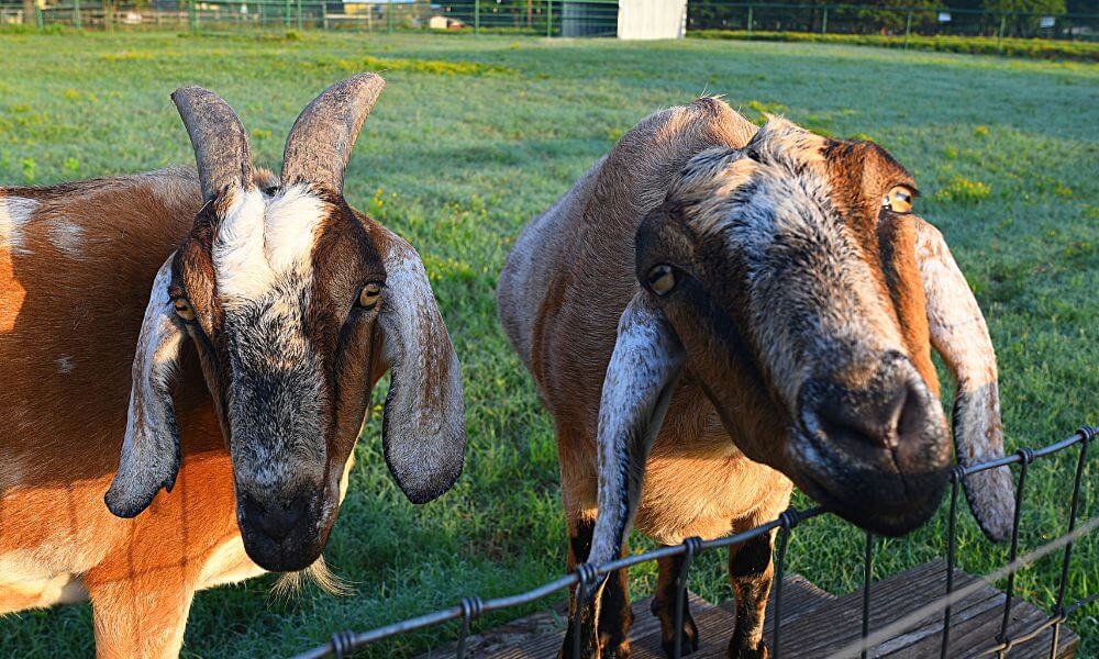 Long Eared Goats