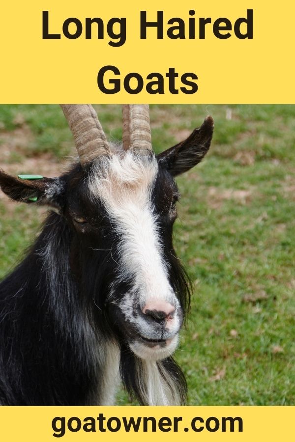 9 Breeds Of Long Haired Goats With Photos And Videos Goat Owner 