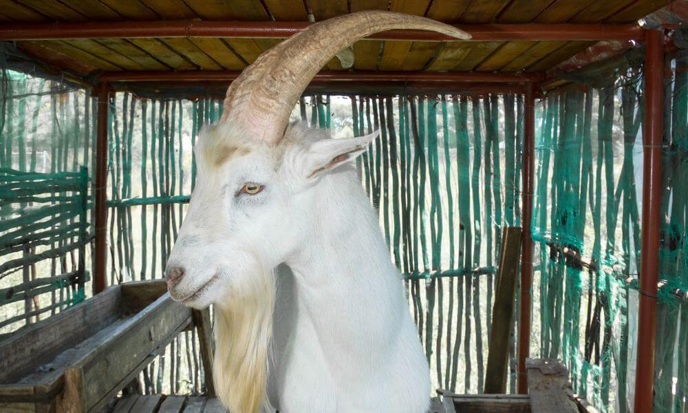 Long Horned Goats