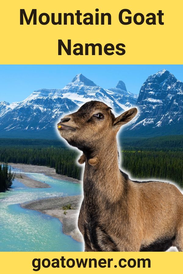 21-mountain-goat-names-revealed-goat-owner