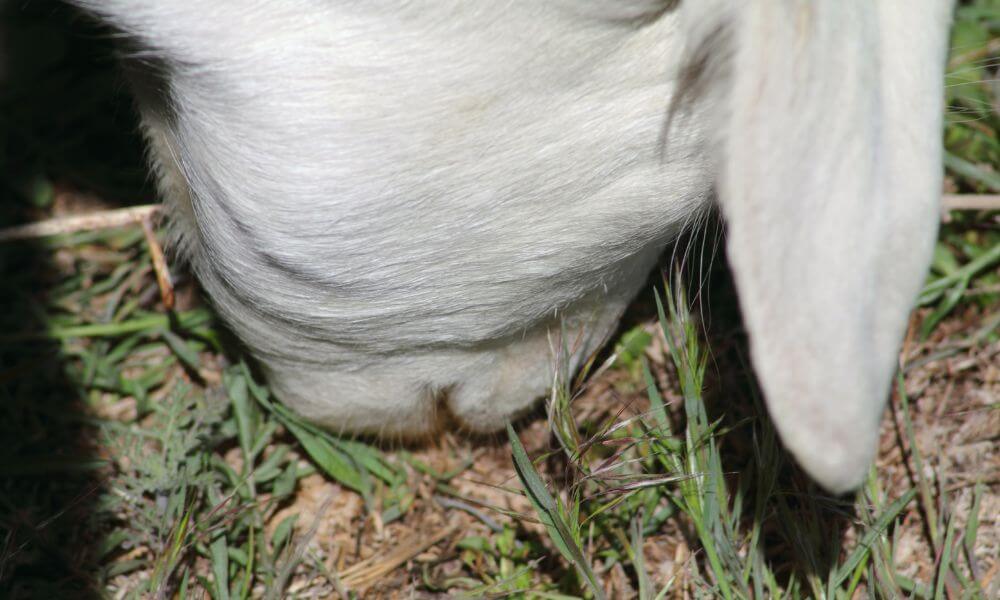 what-is-bottle-jaw-in-goats-explained-goat-owner