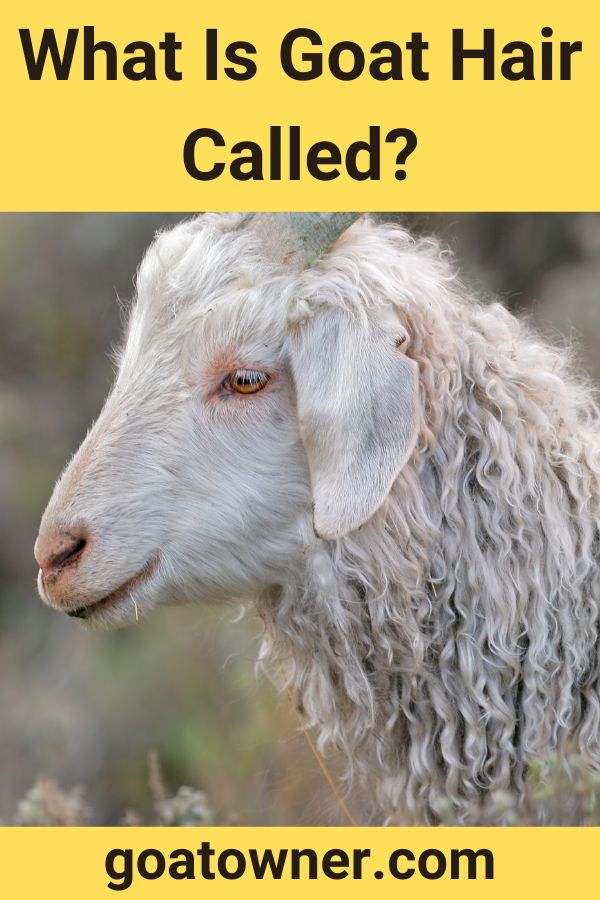 What Is Goat Hair Called?