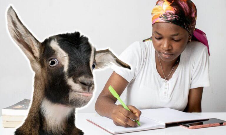 what-is-the-plural-of-goat-revealed-goat-owner