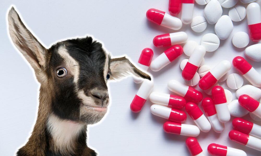 What Pain Medication Can You Give A Goat?