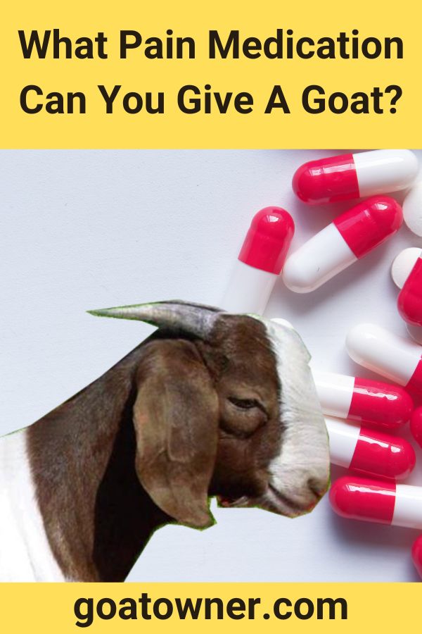 what-pain-medication-can-you-give-a-goat-find-out-goat-owner