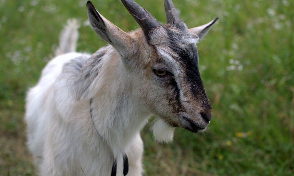 When Were Goats Domesticated?