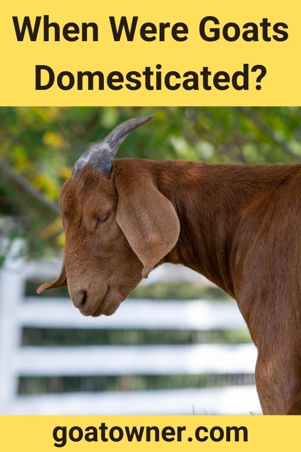 When Were Goats Domesticated? (Answered!) - Goat Owner