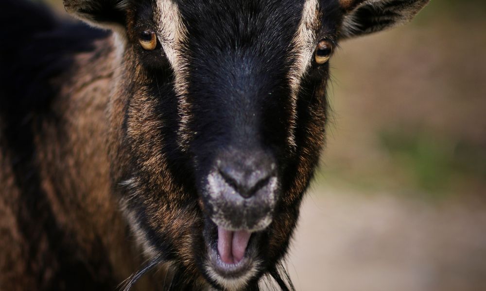 Why Do Goats Snort?