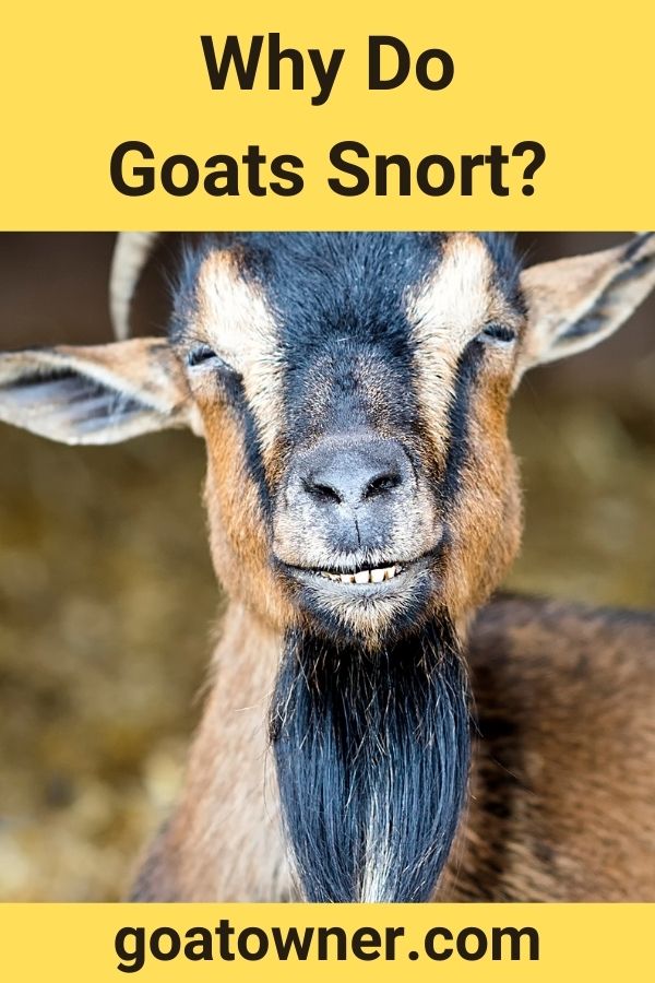 Why Do Goats Snort?