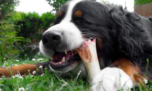 Can Dogs Eat Goat Bones? (Revealed!)