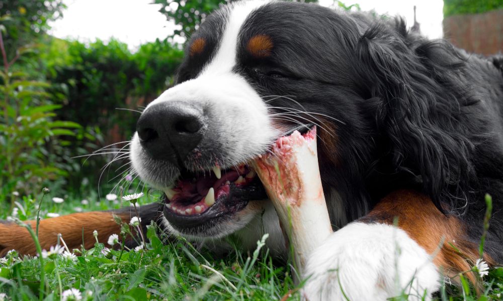 Can Dogs Eat Goat Bones?