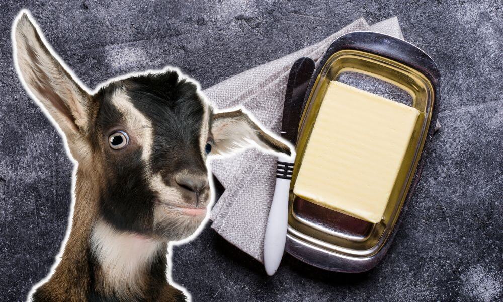 Can Goats Eat Butter?