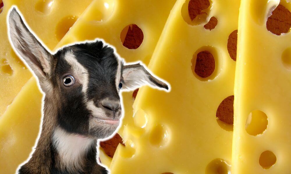 Can Goats Eat Cheese?