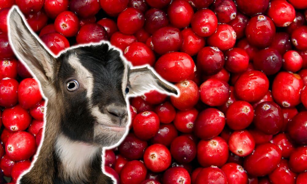 Can Goats Eat Cranberries?