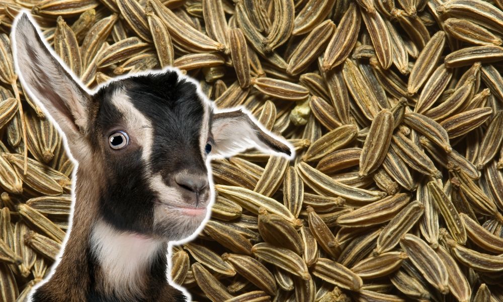 Can Goats Eat Cumin?