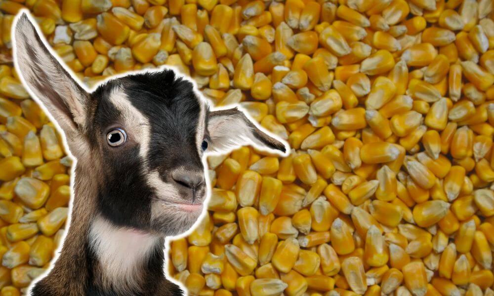 Can Goats Eat Deer Corn?