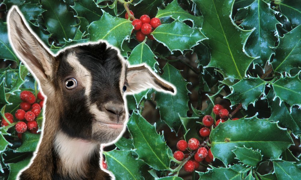 Can Goats Eat Holly?