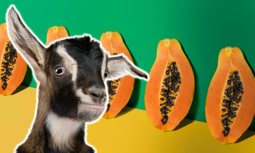 Can Goats Eat Papaya?