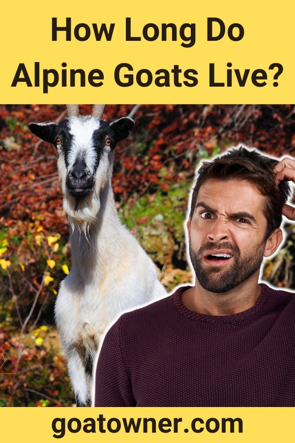 How Long Do Alpine Goats Live? (Revealed!) Goat Owner