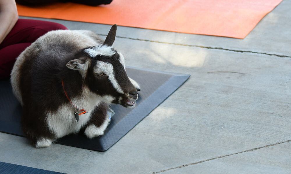 Is Goat Yoga Ethical?
