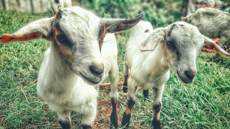 how soon can a goat get pregnant after giving birth