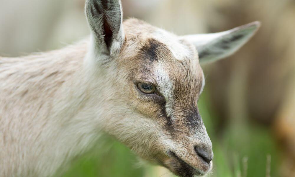 How Long Do Alpine Goats Live?