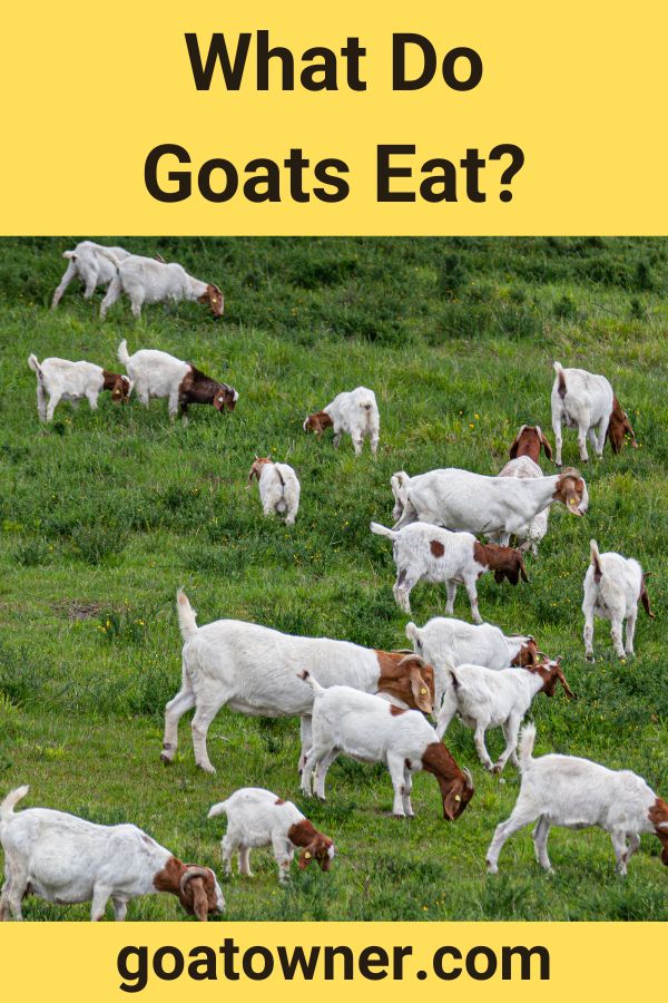 What Do Goats Eat?