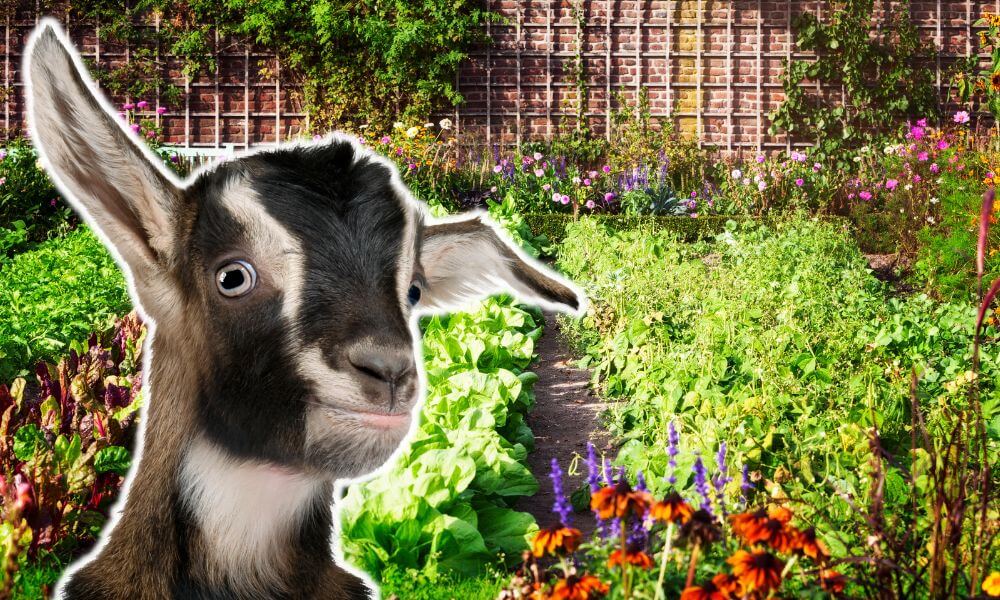 What Vegetables Can Goats Eat?