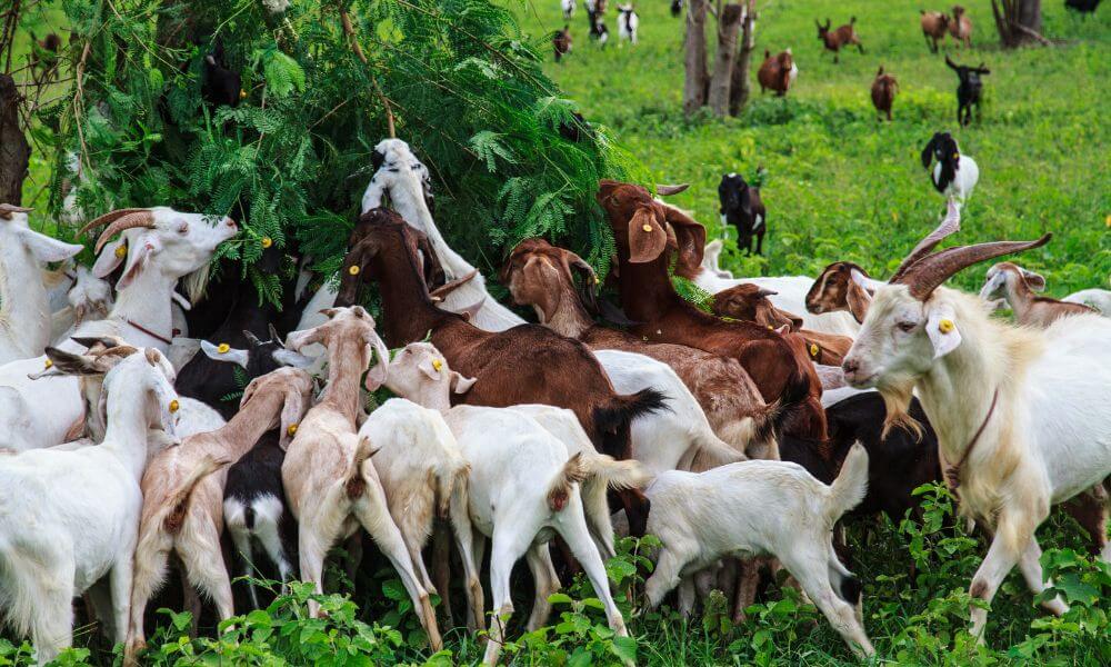Are Goats Bovine?