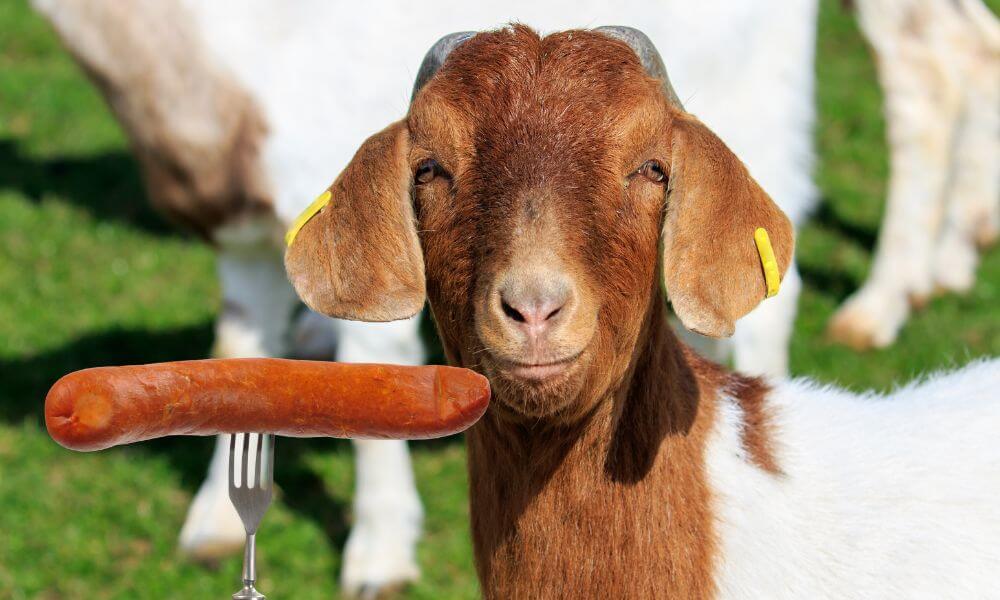 Are Goats Carnivores?