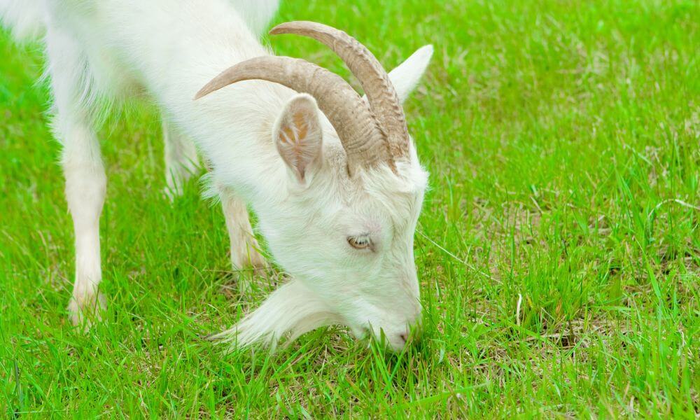 Are Goats Carnivores