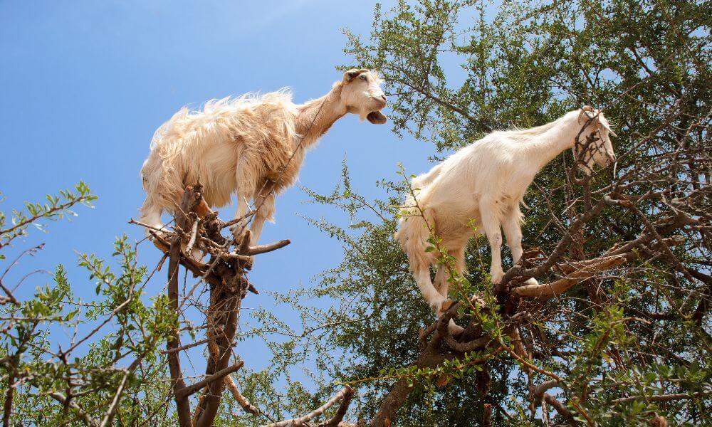 Are Goats Good Climbers?