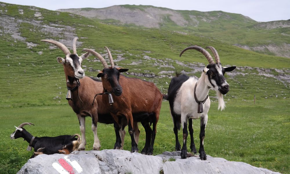 Are Goats Ungulates