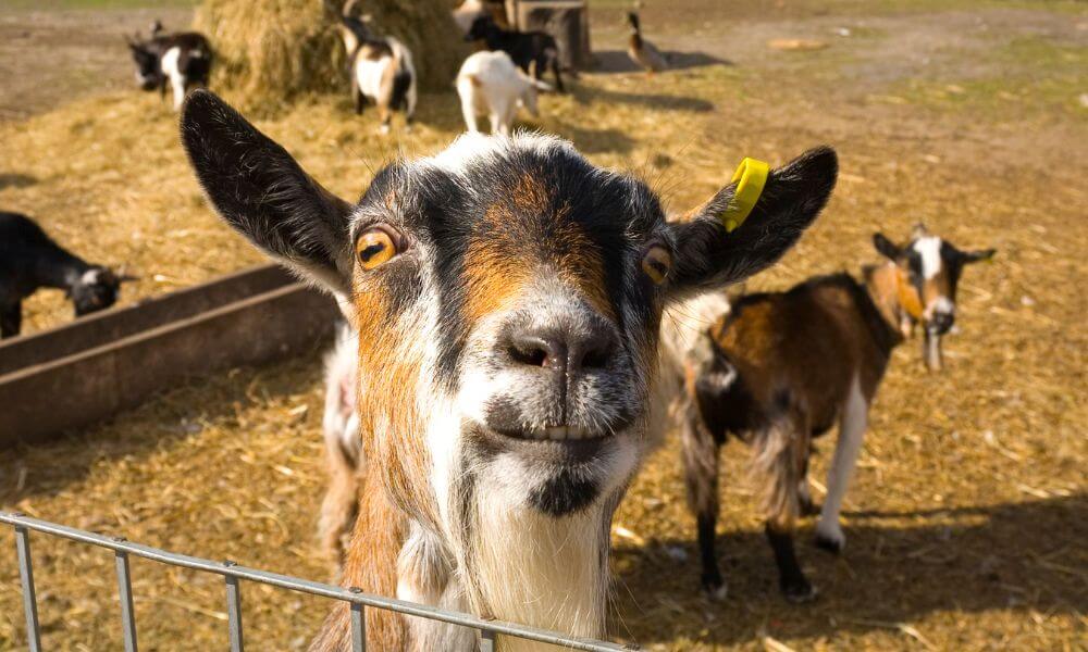 Are Goats Ungulates?