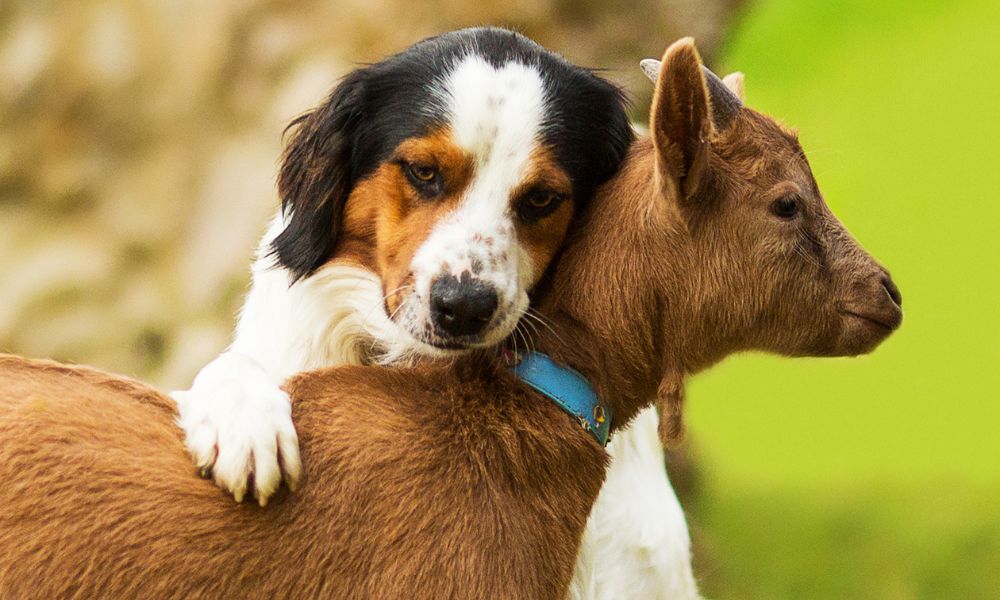 Can A Goat Get A Dog Pregnant?