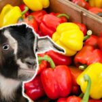 Can Goats Eat Bell Peppers?
