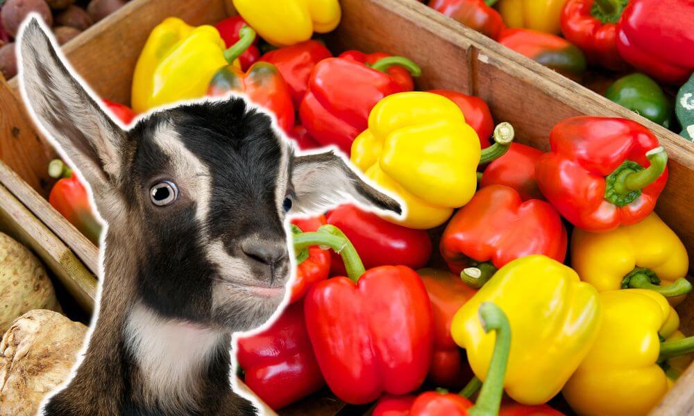 Can Goats Eat Bell Peppers?